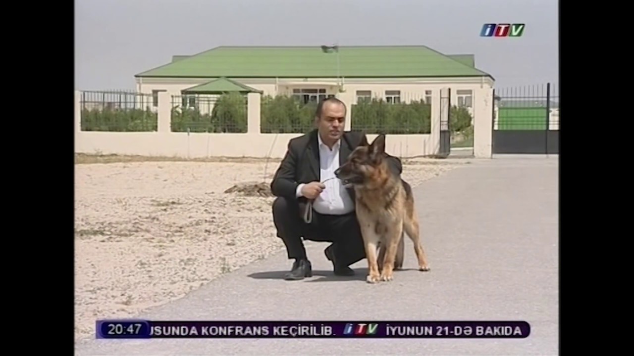 SERHEDCİ İTLERİ BAREDE REPORTAJ-2013-CU IL