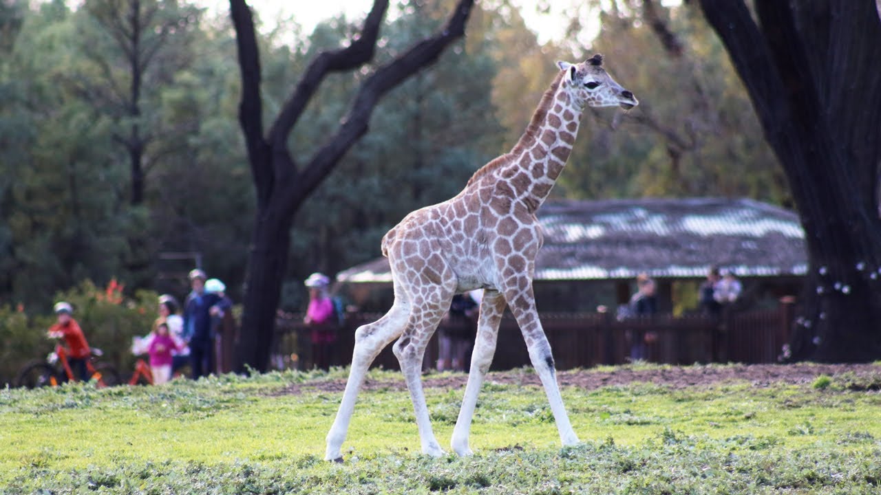 Giraffe calf a welcome winter arrival at Dubbo Zoo