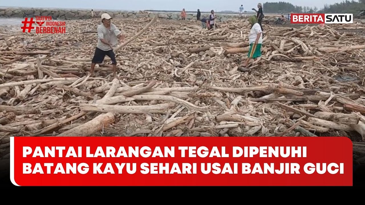 Pantai Larangan Tegal Dipenuhi Batang Kayu Sehari Usai Banjir Guci #beritasatu