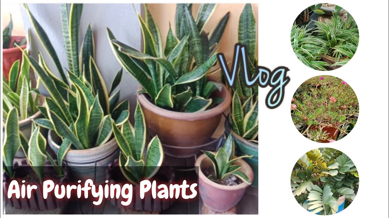 Vlog Tumbuhan Viral: Melawat Mini Garden Mak Mertua | Inspirasi berkebun | Air Purifying Plants