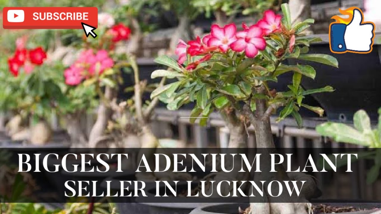 Biggest Adenium Plant Seller In Lucknow#trending #adenium #urbangardening #lucknownursery #garden