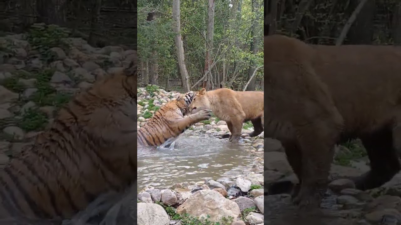 Тигр Амур и львица Афина #тигр #лев #сафарипарк #lion #tiger