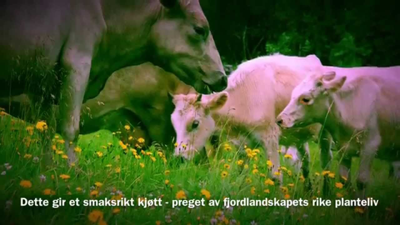Fjordfe på Sylvarnes