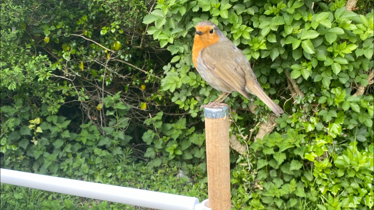 Amazing bank holiday at Gwithian farm campsite Stunning coast and also some company !