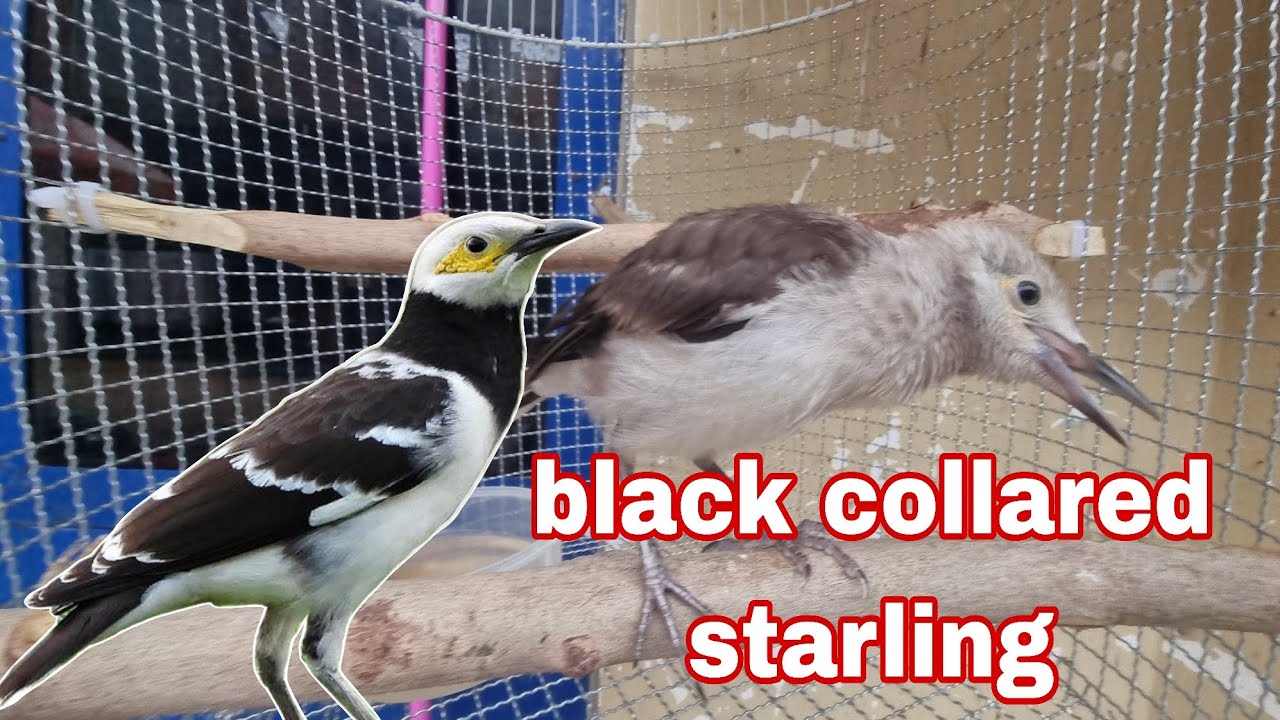 black-collaredstarling's still not quiet, it's really lovely.