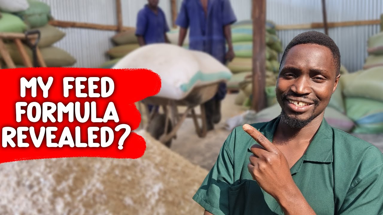 Как приготовить корм для кур самостоятельно или купить? — Вопросы и ответы эксперта