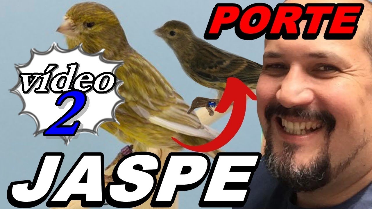 RAÇA ESPANHOLA JASPE , PASSO A PASSO DE COMO FAREI – PARTE 2