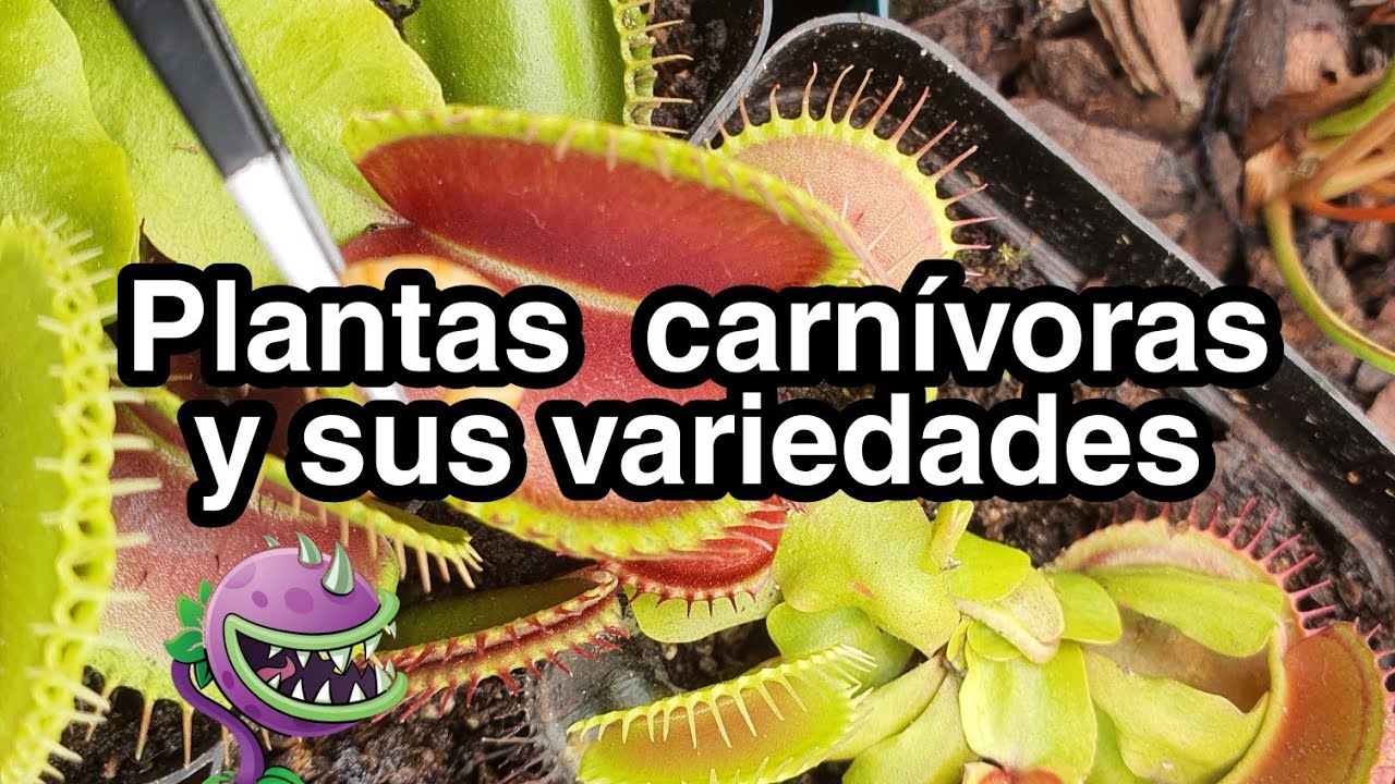 Mini Documental - Plantas carnívoras