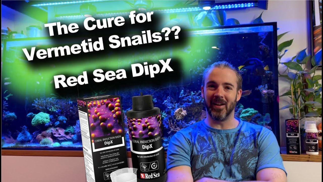 Может ли этот раствор убить улиток-верметидов??? - Red Sea DipX
