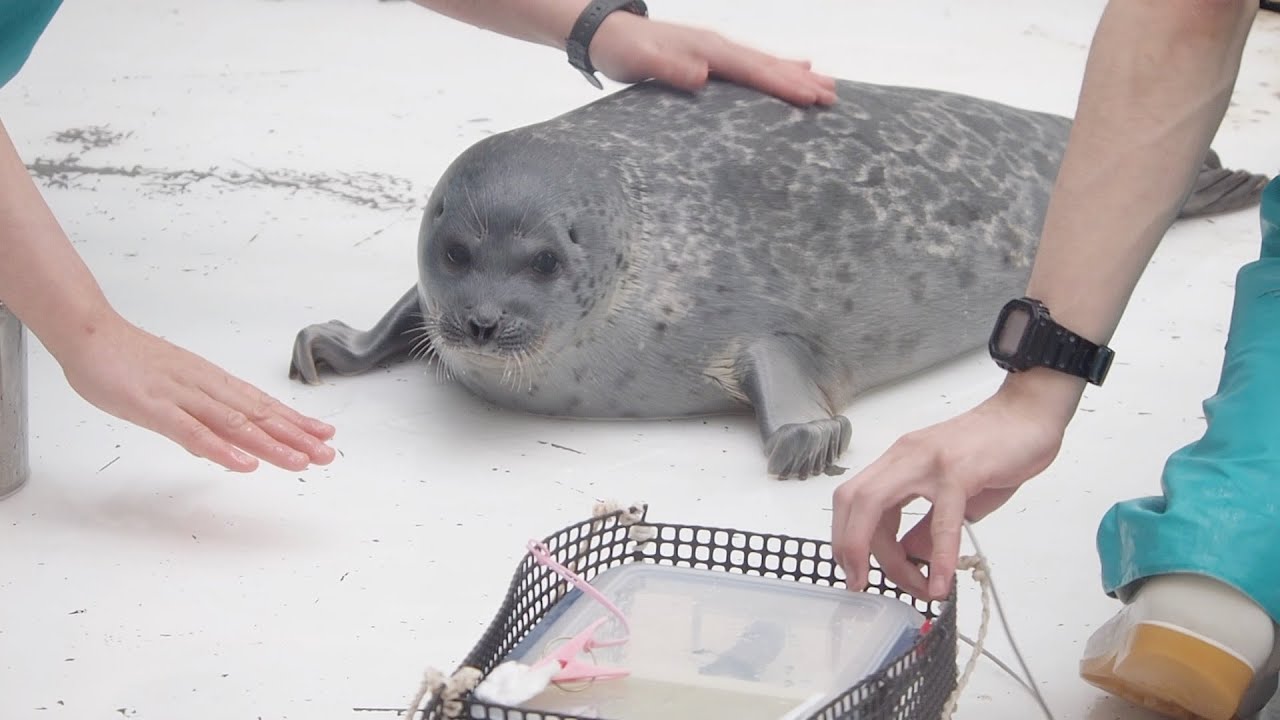 お尻はムリですなワモンアザラシのミゾレちゃん