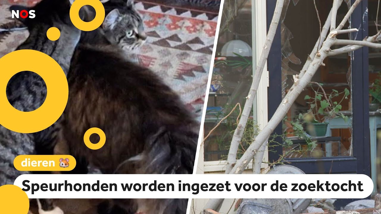 Katten Cara en Doerak een week na explosie Utrecht nog vermist