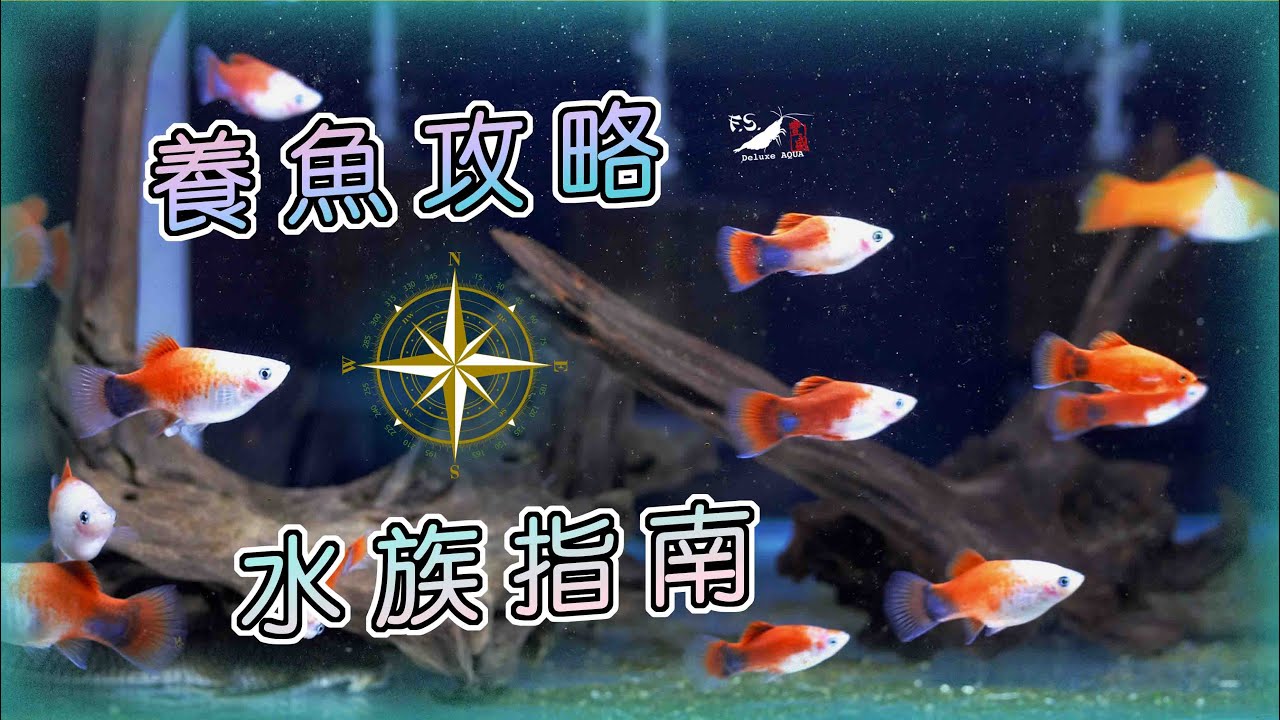 新手必看!入門養魚大哉問!養水?換水?光照?水溫? 水族教學｜我只是個養蝦的
