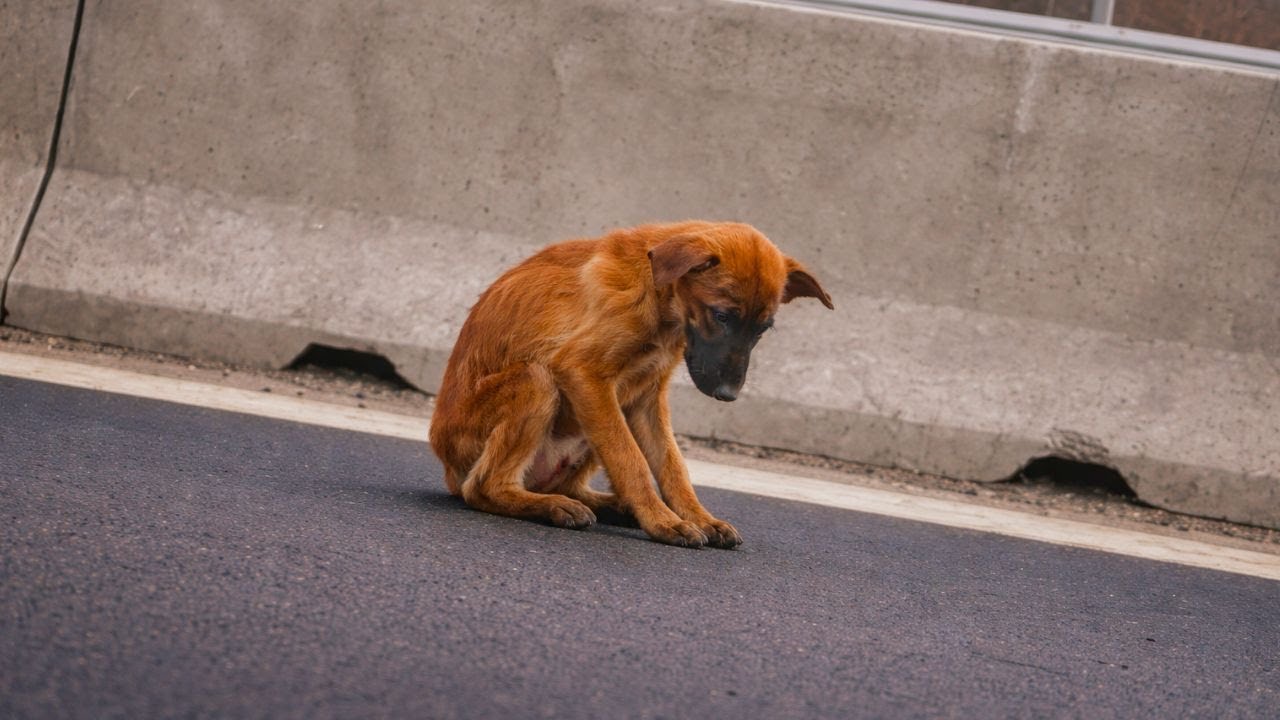 Zostawili chorego psa na autostradzie, żeby umarł
