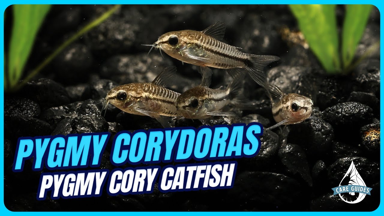 Pygmy Corydoras Care Guide