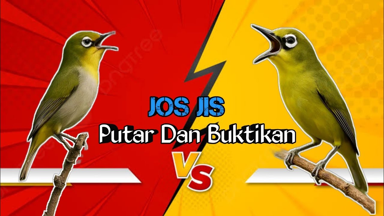 PANCINGAN PLECI AGAR BUKA PARUH PUTAR DAK BUKTIKAN #pleci #pancinganpleci #birds #terapipleci 