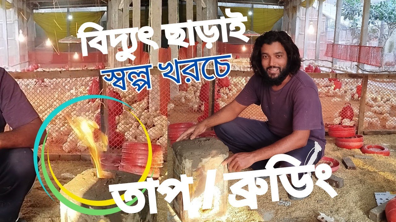 টিন ও কাঠেরগুড়া দিয়ে স্বল্পখরচে তাপ ব্রুডিং কিভাবে বানাবেন? মুরগী ব্রুডিংয়ে বিদ্যুৎ এর বিকল্প কি?