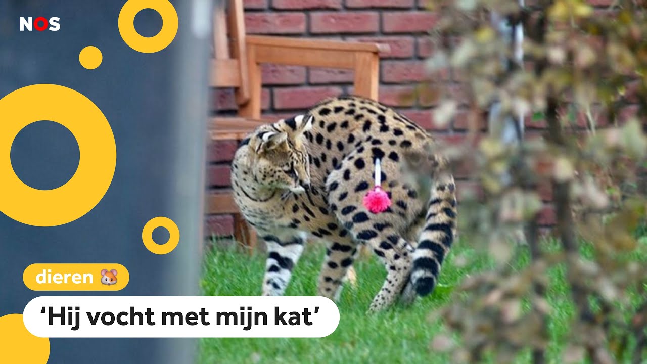Serval zet boel op stelten in Arnhem