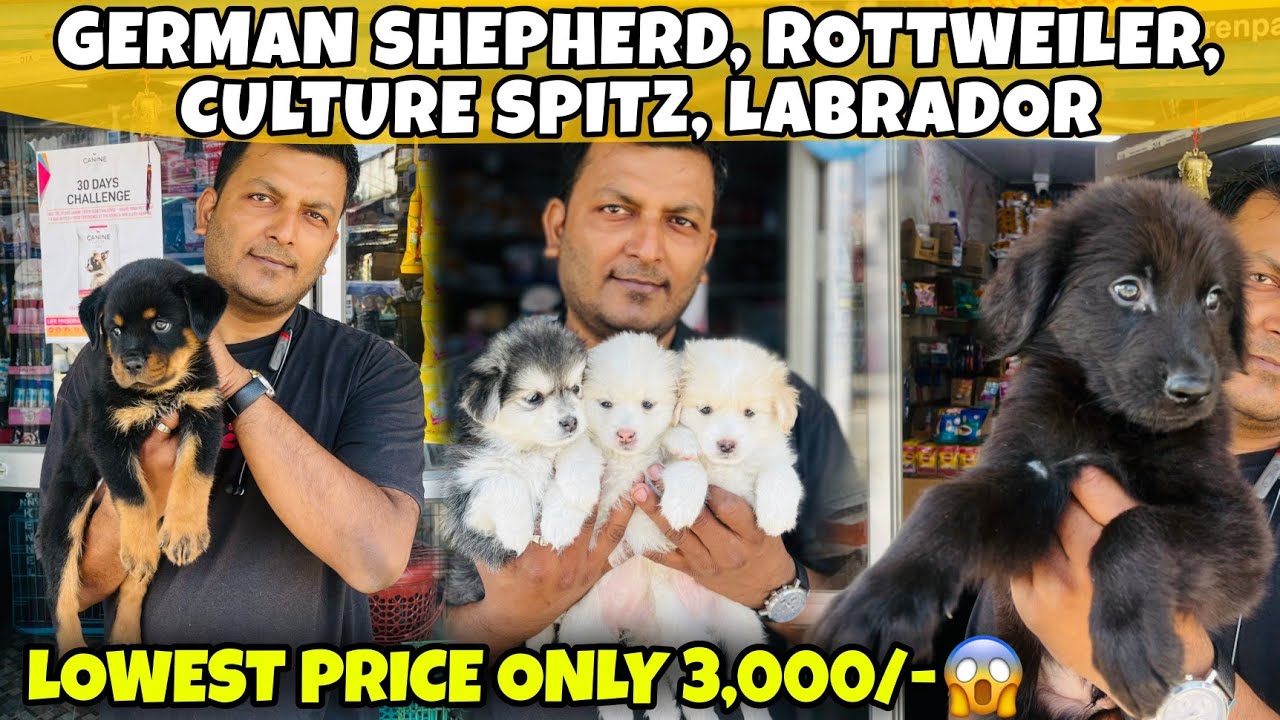 Lowest Price Dog Sale in Guwahati | Rottweiler,Labrador,German Shepherd,Culture Spitz 😍