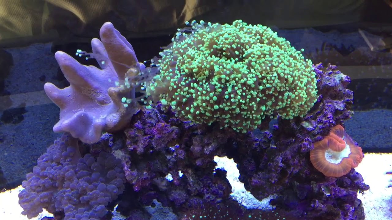 Keep an eye out for Coral aggression