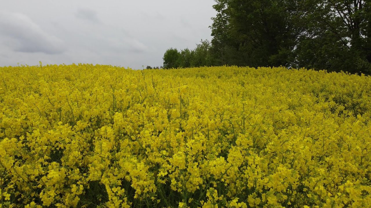 Dorfen Bavaria Germany Gopro hero 9 Dji mini 2- 24.05.2021 🇩🇪