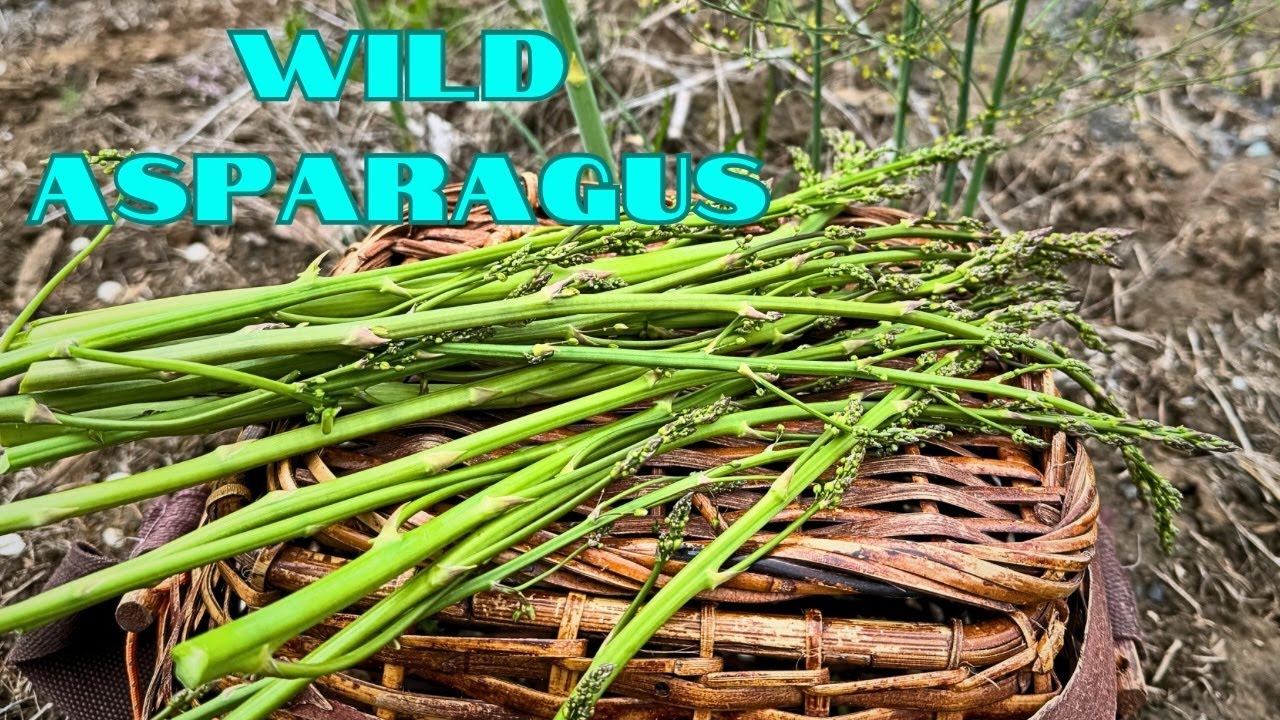 Wild Asparagus Foraging