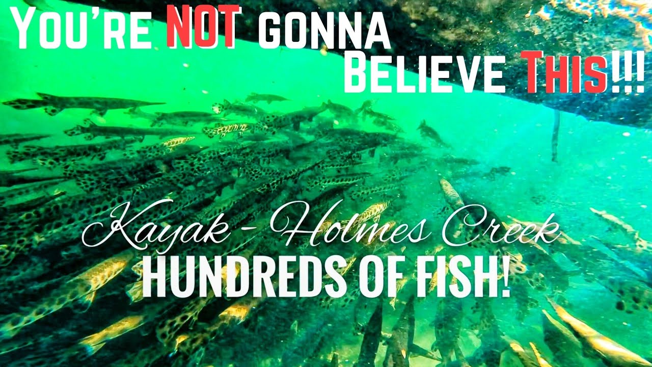Kayaking w/HUNDRED's of Fish - North Holmes Creek
