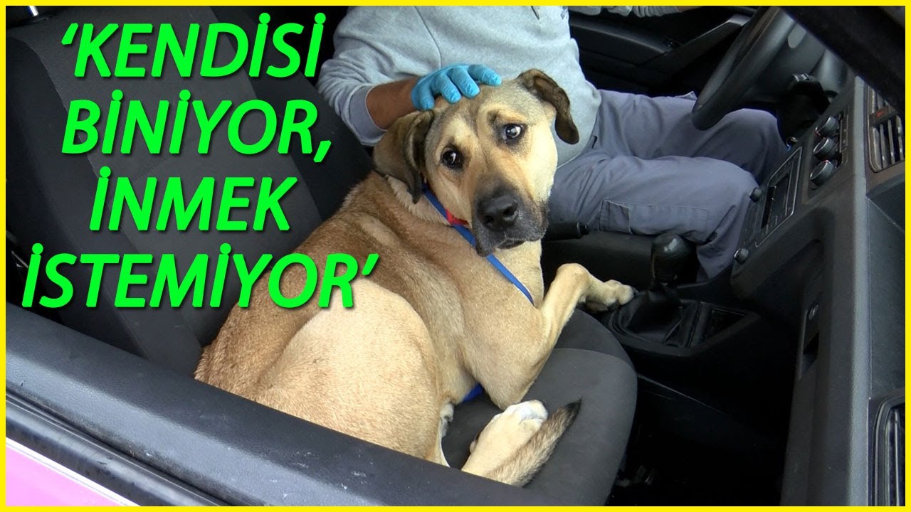 Fenomen Köpek Boji Bakımevinde Bile Yolculuk Yapıyor