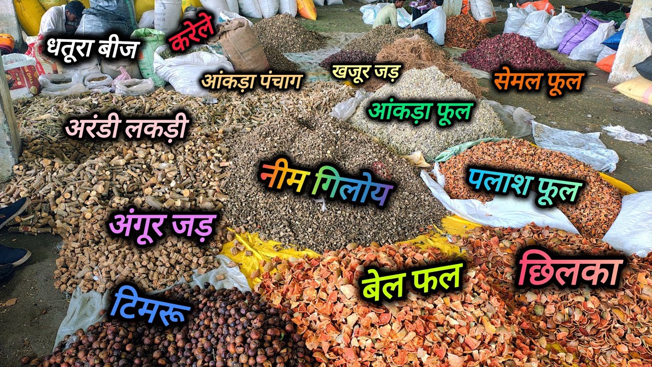 नीमच औषधि मंडी में 500 से अधिक प्रकार की अलग-अलग औषधियां बिकती है 🤯🤯 ।। औषधि मंडी ।। NEEMUCH MANDI
