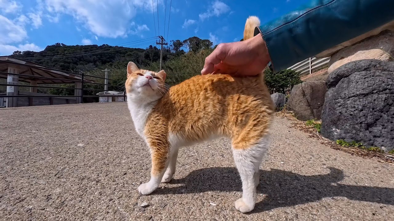 防波堤で寝てた猫…人に気づくとモフられに降りてきたのが可愛すぎた