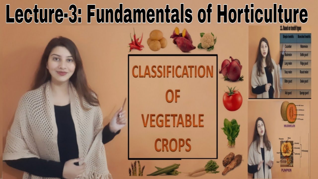 Lecture-3: Classification of vegetable crops || Fundamentals of Horticulture || By Pratibha Sharma🌼