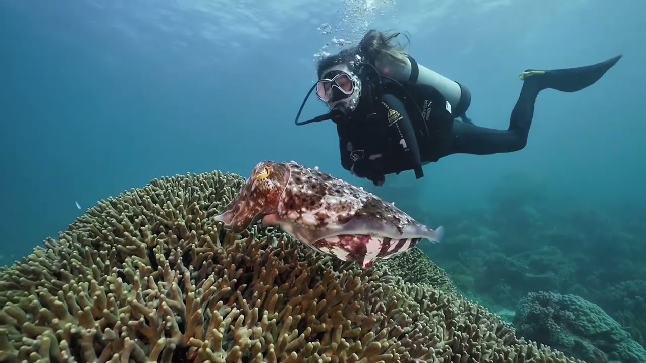 Diver Surrounded by Ocean Predators | Sharks, Lionfish, Octopus and Cuttlefish Underwater