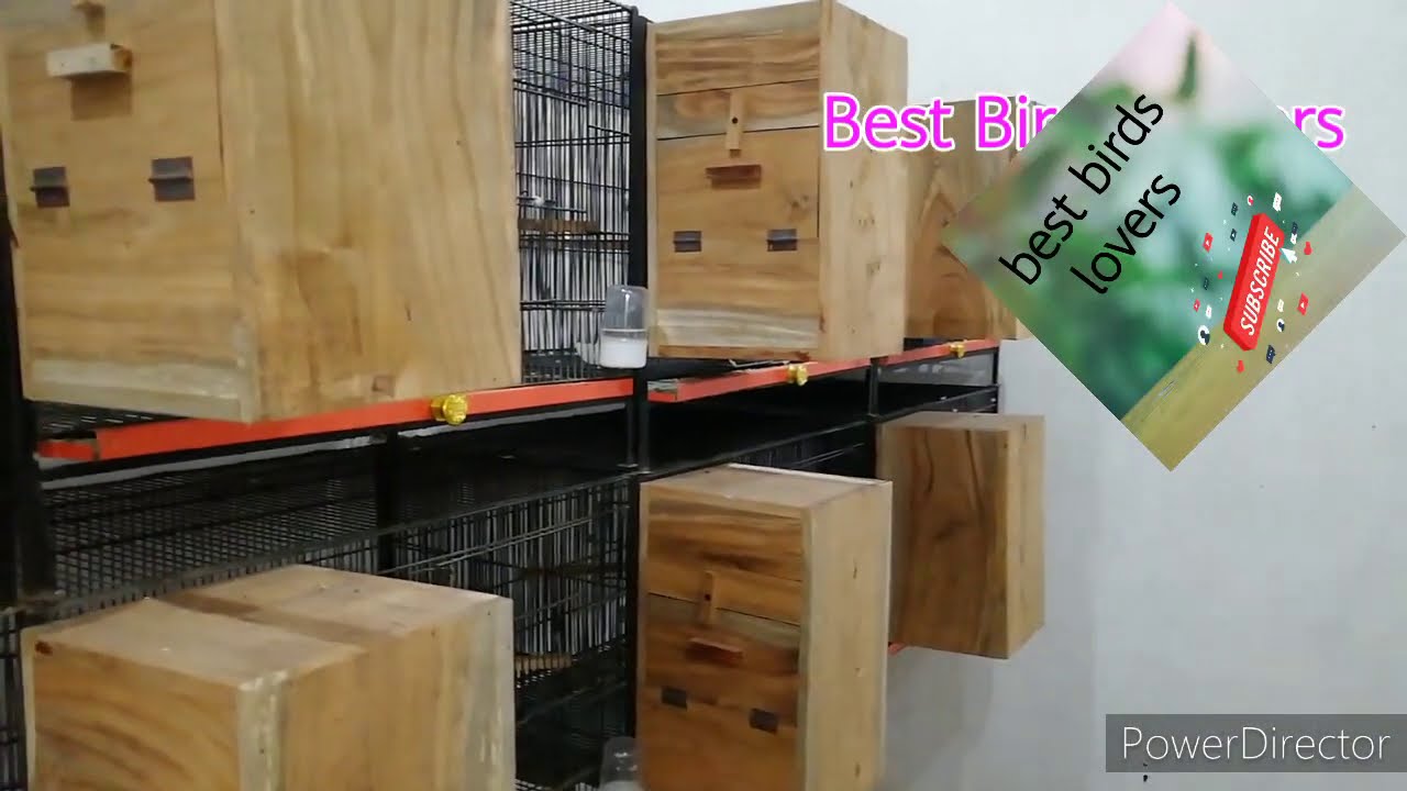 Green Ringneck Parrot Breeding information