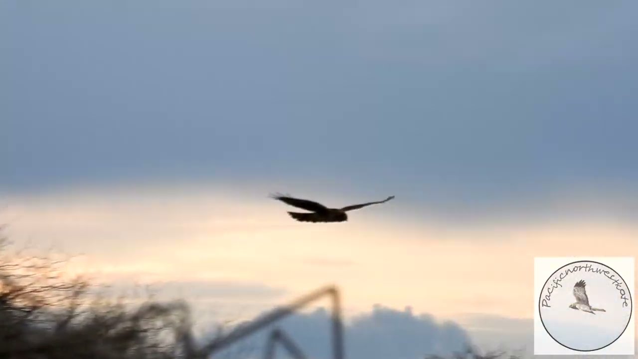 Northern Harriers mate on the marsh.....spring is in the air.