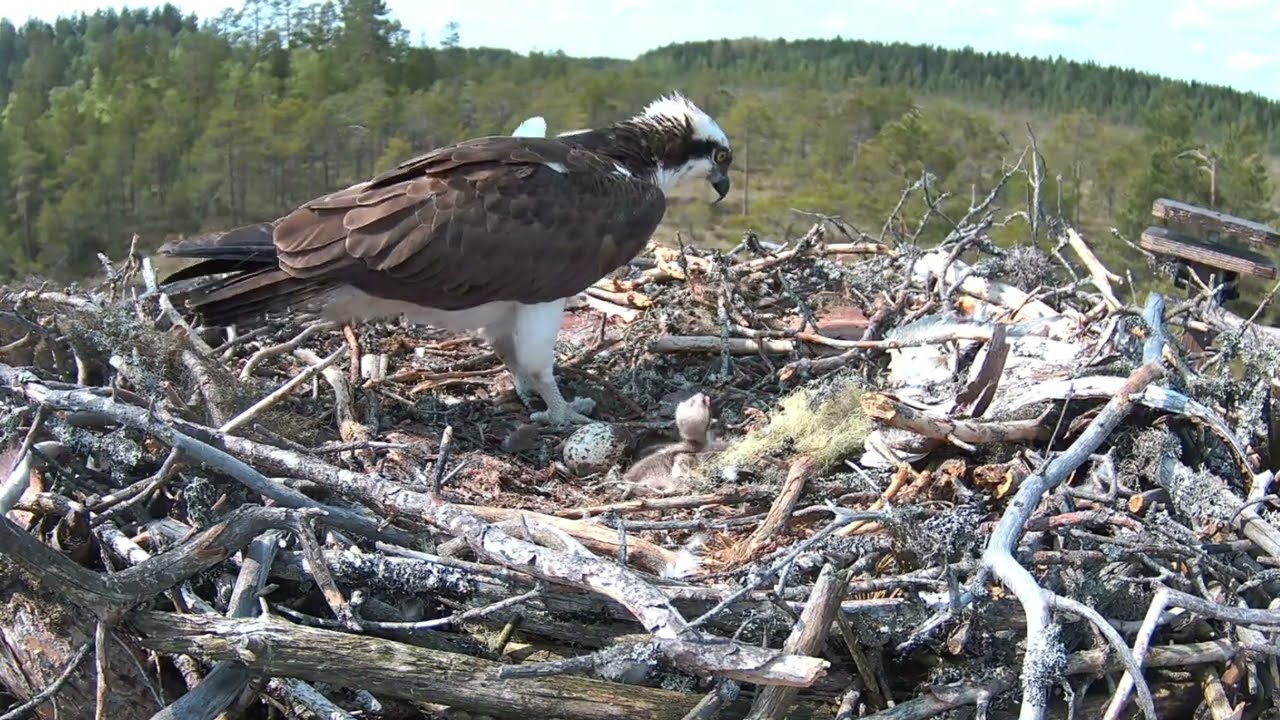 4.6.2025 - #4 - Nemon haudontavuoro!
