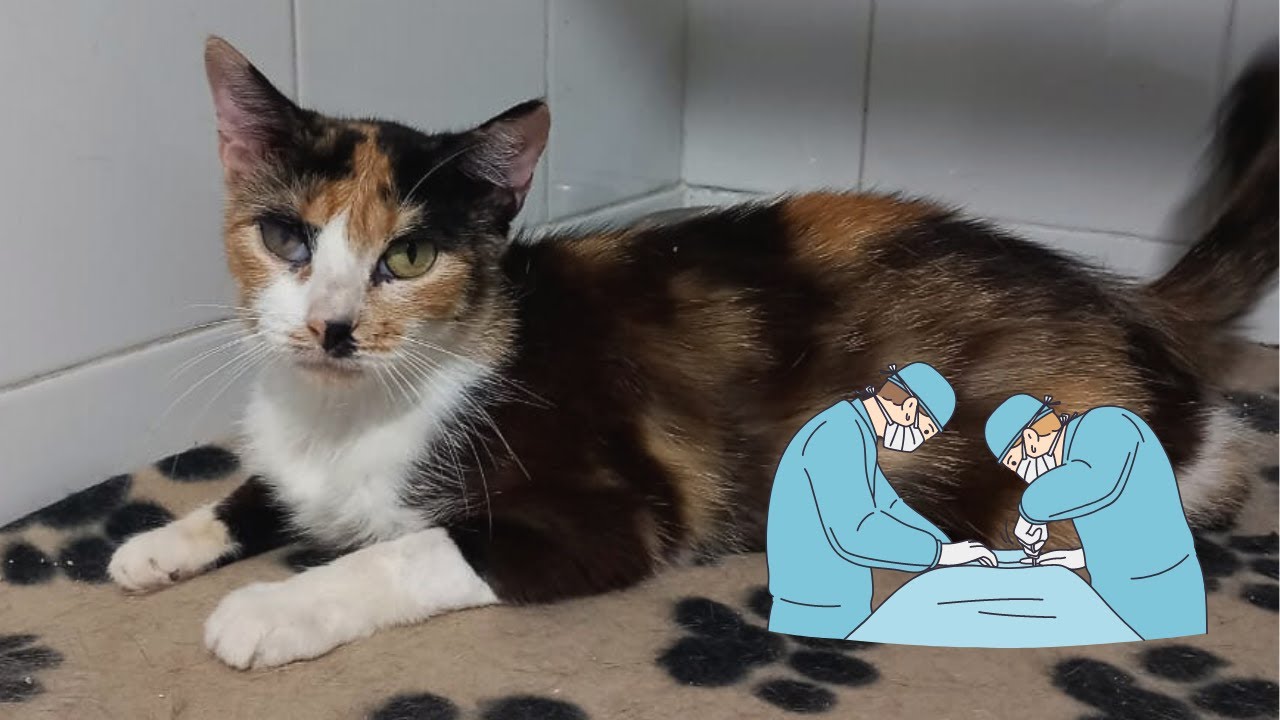 Update on the cat who underwent risky surgery (Chronic Diaphragmatic Hernia) | The Yass House