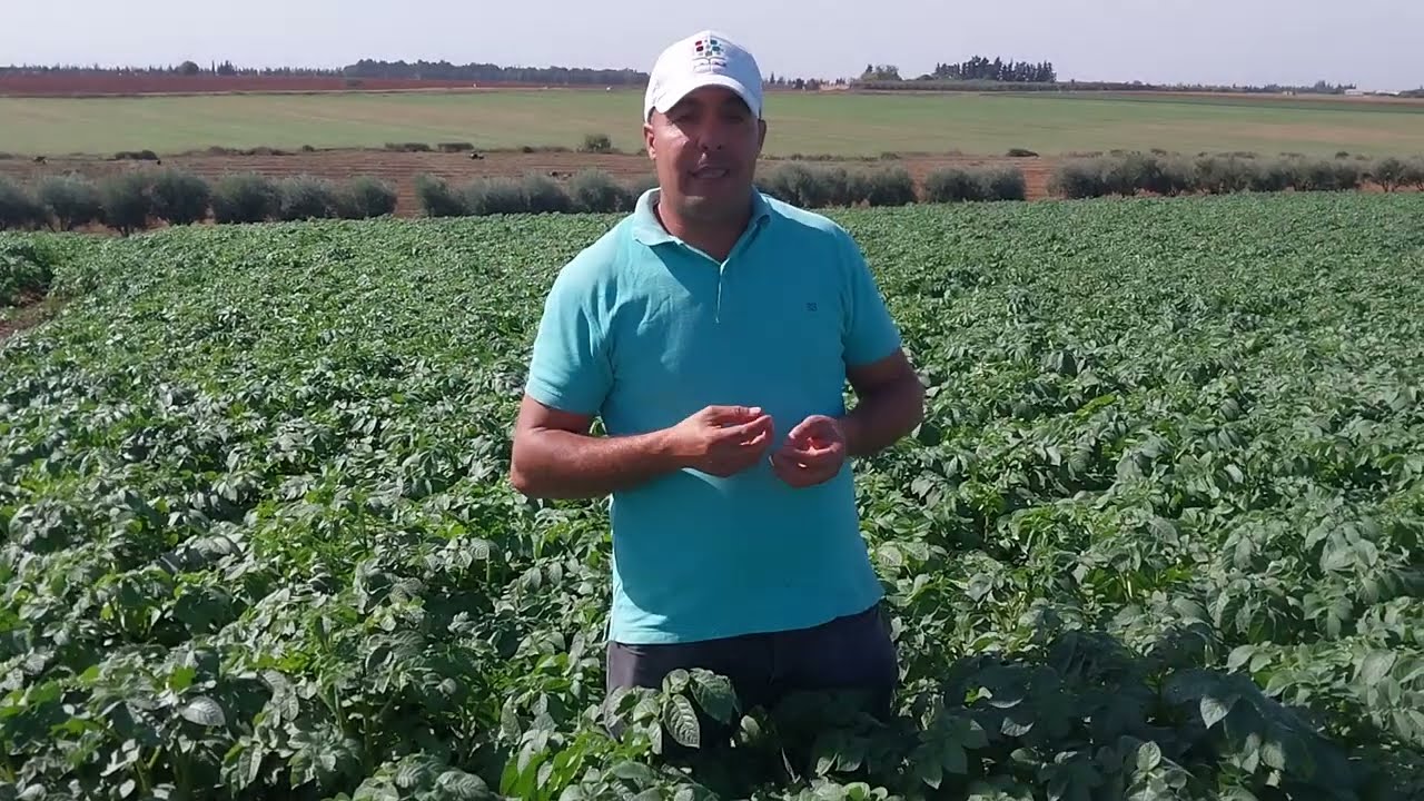 موضوع متنوع حول البطاطس الشتوية من خدمة الأرض . الإنتاج البطاطس لقاؤونا يتجددإن شاء الله 2024 .9.20