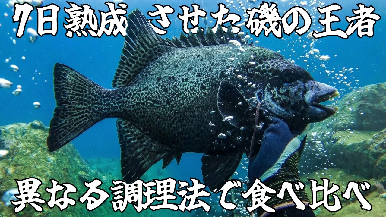 【魚突き】船からダイブして捕獲した高級魚を３種類の調理法で食べ比べしてみた