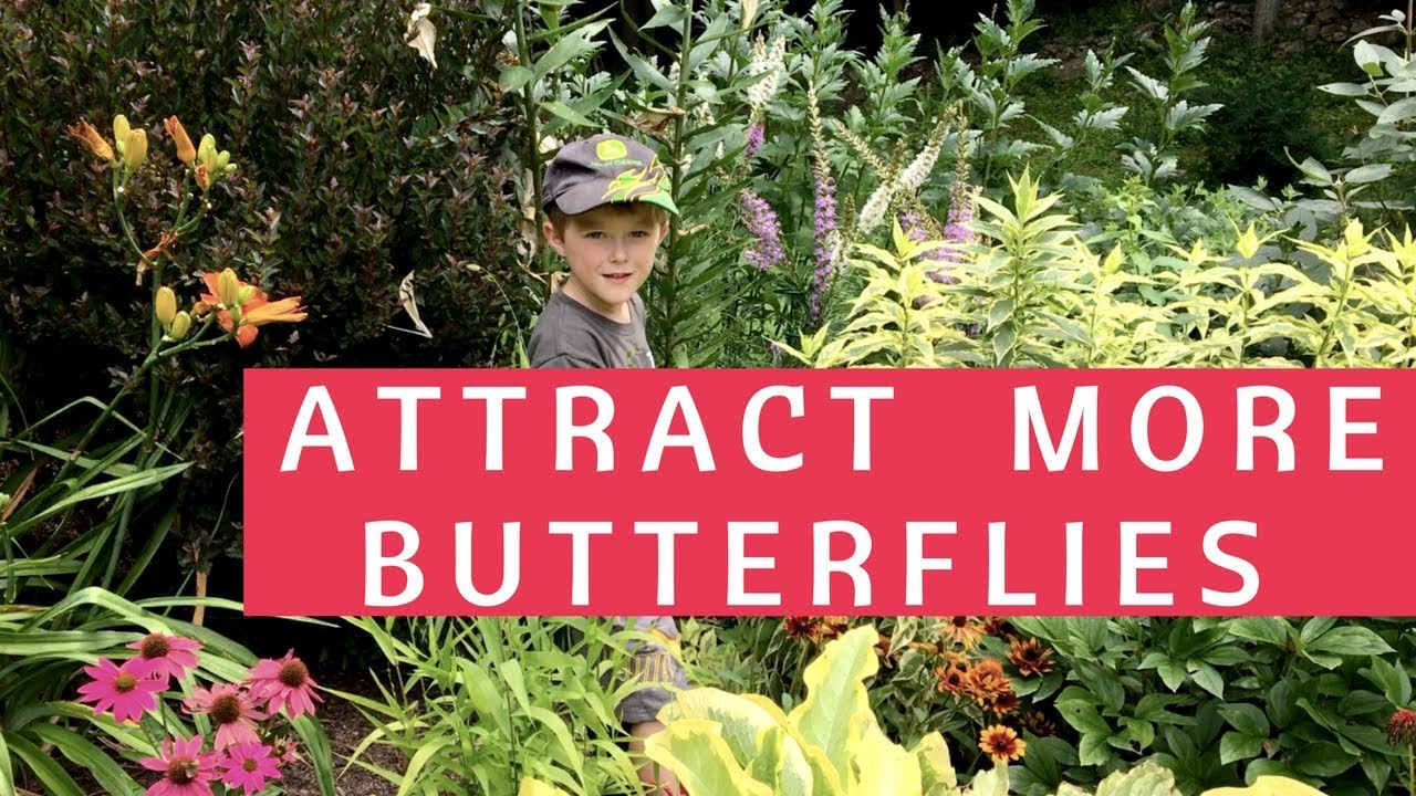 PLANTS FOR A BUTTERFLY GARDEN, ATTRACT MORE BUTTERLIES!