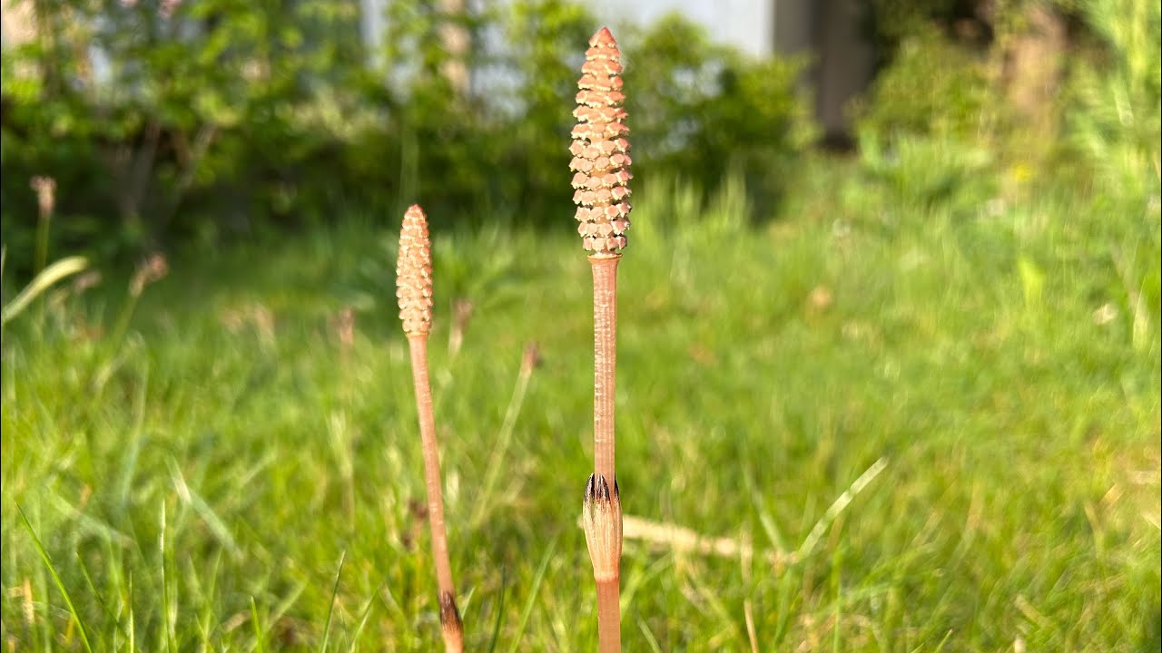 Küchen-Experimente: Ackerschachtelhalm/Duwocken/ Equisetum arvense. Kann man das essen?