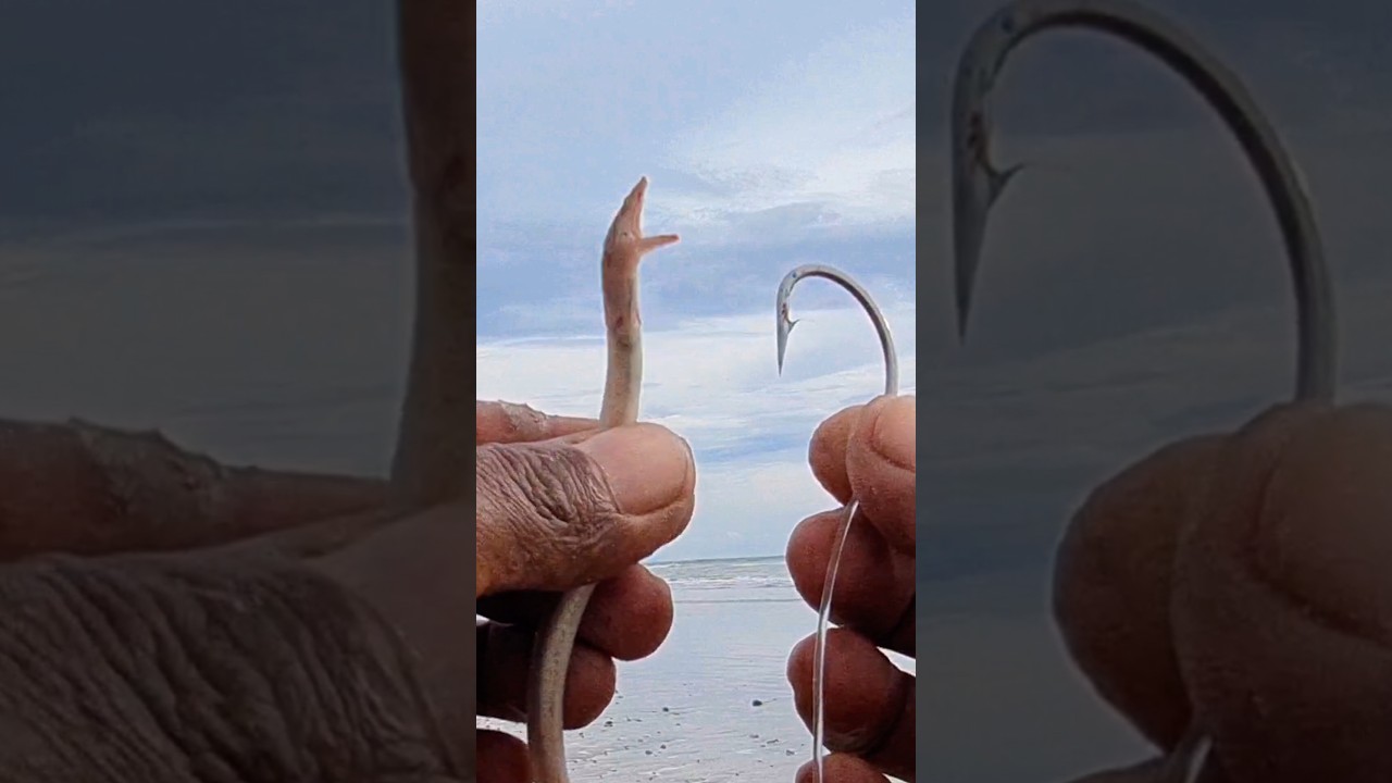 belut pasir bisa untuk mancing di muara dan laut