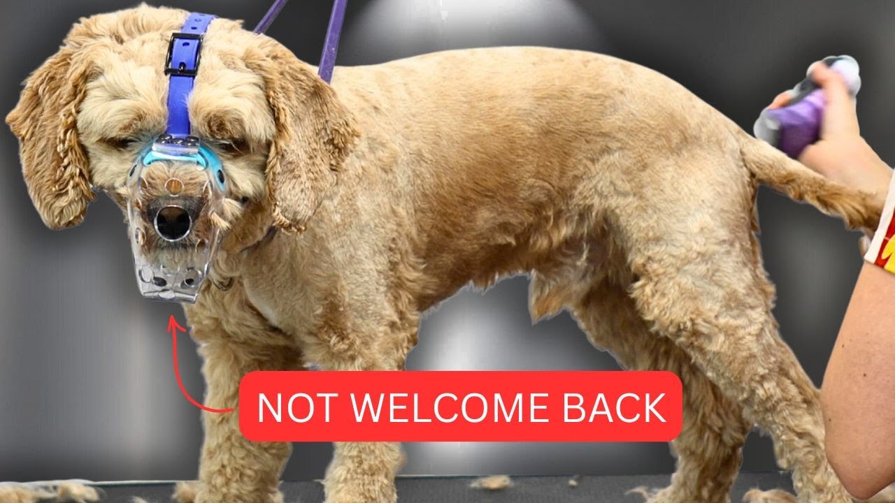 No One Would Groom This Difficult Dog...Here's What Happened