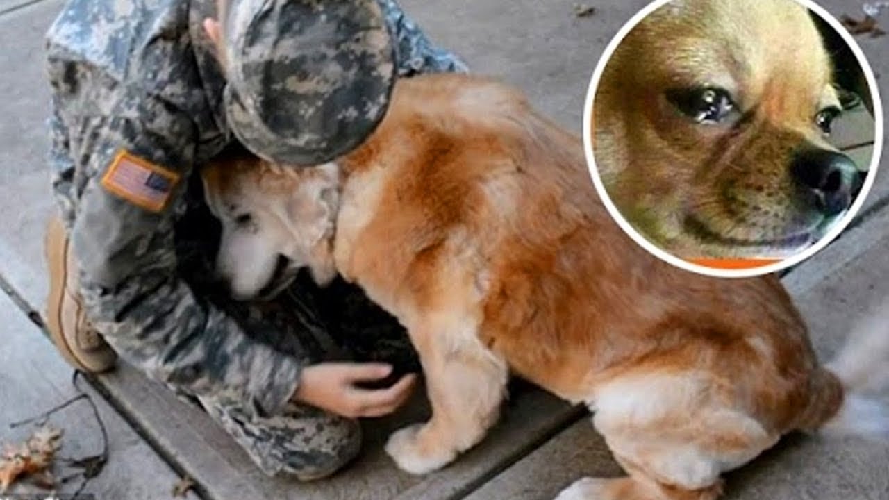 Dogs Crying When He Meeting Owners  After 2 year, 5 year, 10 year....separation 😥😥😢