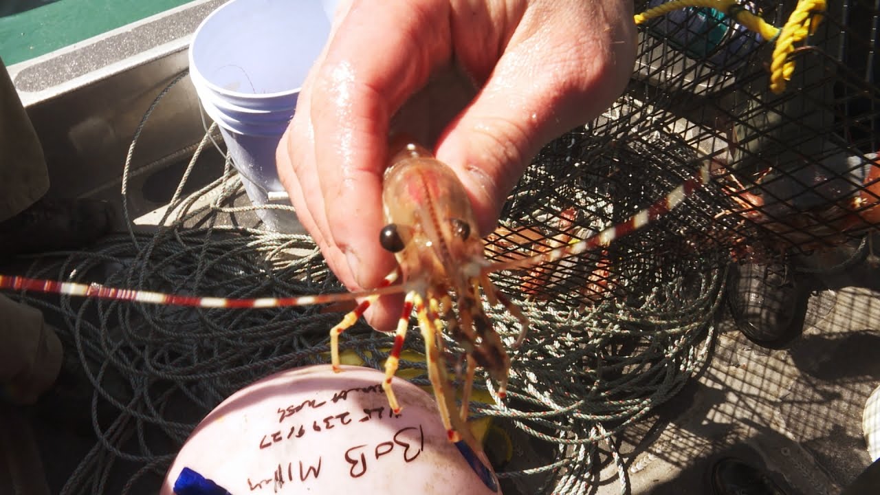 Fish and Wildlife Officers Assist Capsized Crew with Shrimp Pots