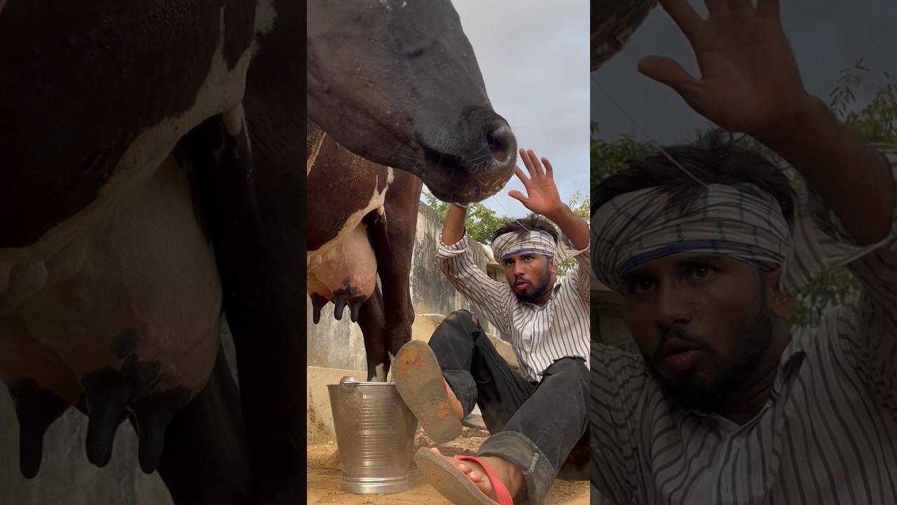 Cow ke saat asa Kyo kiya😱🐄🥺 #pets #shorts #shortsfeed #ytshorts #viral #spkabuterclub