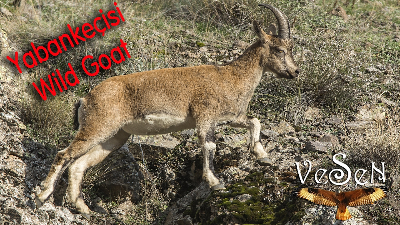 Yabanke&ccedil;isi / Wild Goat / Capra aegagrus