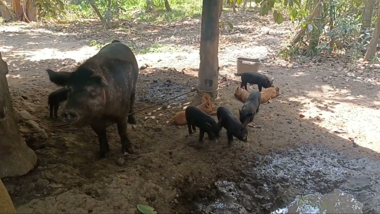 Paano ang tamang pag aalaga para di ma heat stroke ang native na baboy