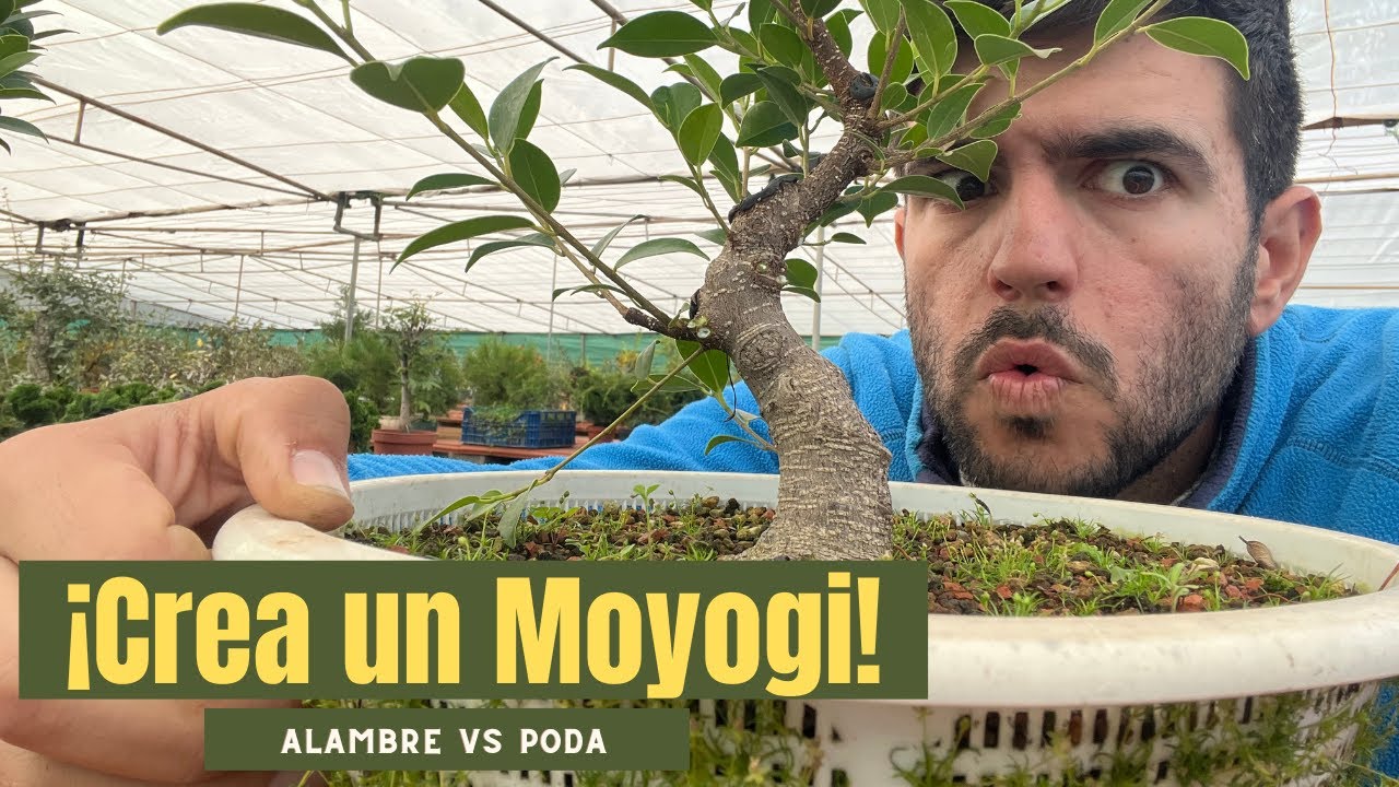 Bonsái Estilo Moyogi: Cómo Crear el Diseño Perfecto con Curvas Naturales