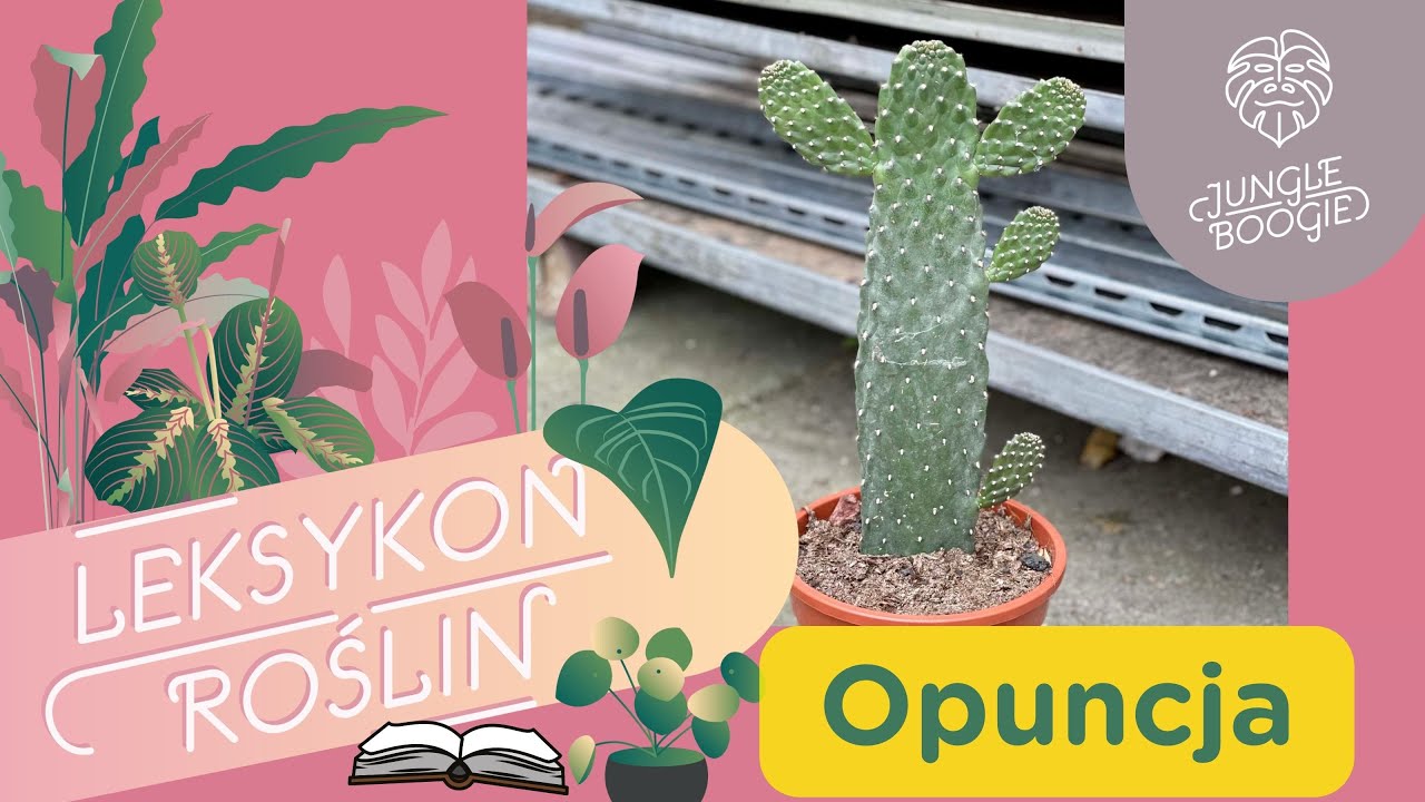 Jak dbać o opuncję // Uprawa opuncji w domu