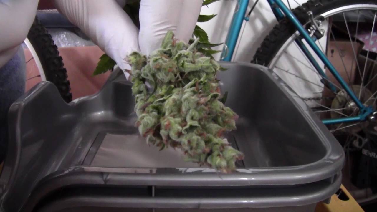 Bubba Cookies Harvest September 21 2016
