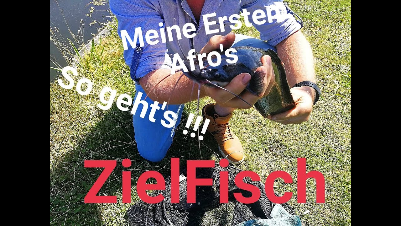 Afro Wels Angeln in Reuver  Indoorvisrivier mein Erster Afrikanischer Wels